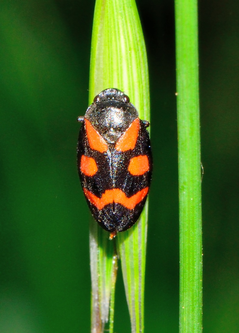 Cercopis sp? C.sanguinolenta